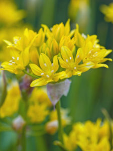 Allium.Molyluteum