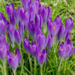 Crocus.species.BarrsPurple