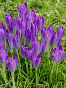 Crocus.species.BarrsPurple