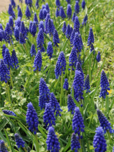 Muscari.armeniacum